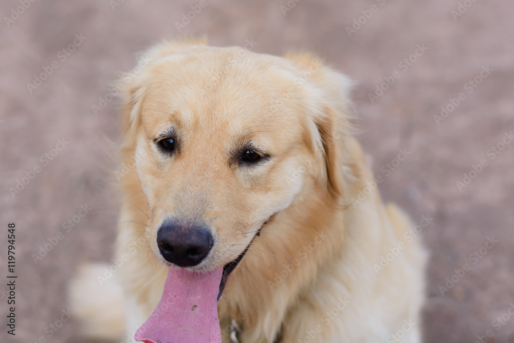 Portrait of a golden retriever dog