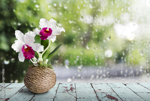 Fototapeta Naklejka Na Ścianę i Meble -  Cattleya orchid on wooden table in rainy day