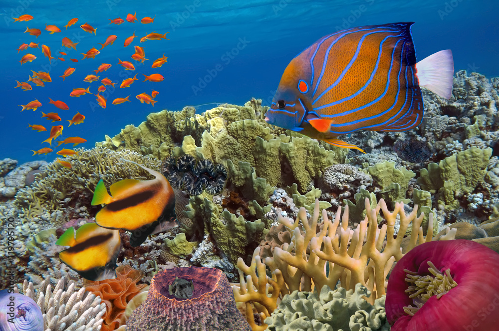 Fototapeta premium Tropical fish and Hard corals in the Red Sea