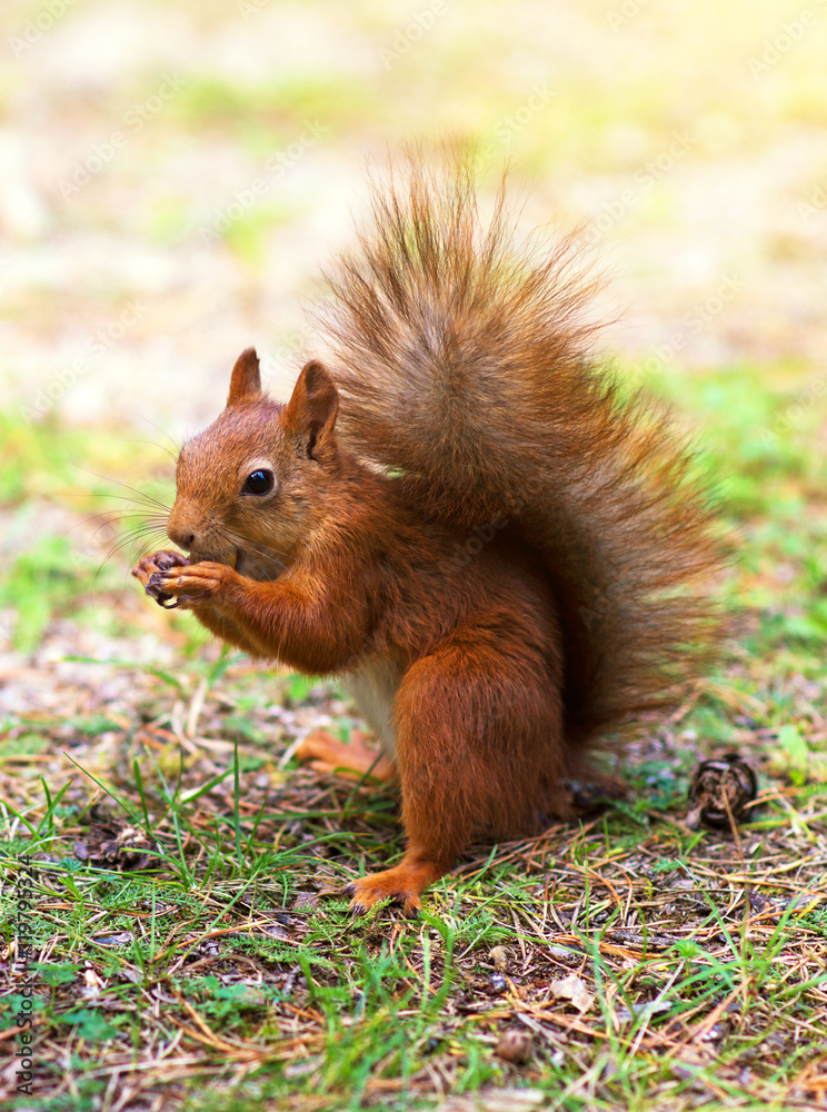 Red squirrel eating hazelnut. Sciurus vulgaris. Red squirrel eating hazelnut. Sciurus vulgaris.