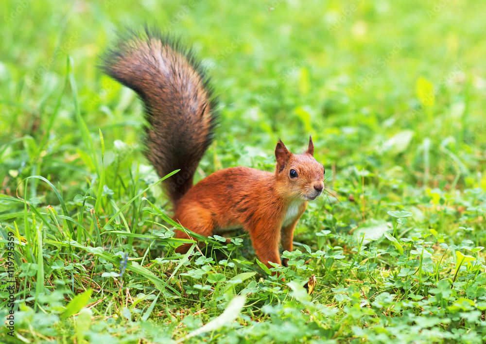 Red squirrel in the forest. Sciurus vulgaris. Place for text. Red squirrel in the forest. Sciurus vulgaris. Place for text.