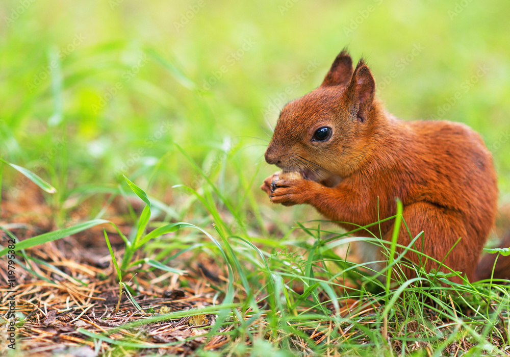 Red squirrel eating hazelnut. Sciurus vulgaris. Space for text. Red squirrel eating hazelnut. Sciurus vulgaris. Space for text.
