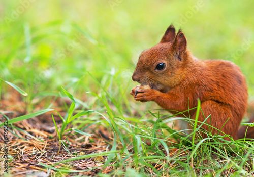 Red squirrel eating hazelnut. Sciurus vulgaris. Space for text.