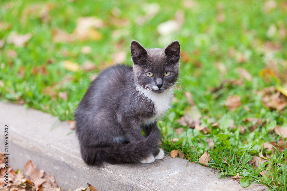 black and white kitten