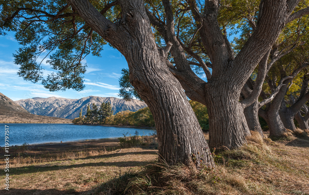 Big trees by Lake Pearson / Moana Rua Wildlife Refuge located in Craigieburn Forest Park in Canterbury region, South Island of New Zealand Big trees by Lake Pearson / Moana Rua Wildlife Refuge located in Craigieburn Forest Park in Canterbury region, South Island of New Zealand