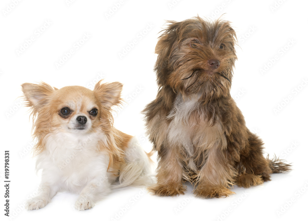 chocolate puppy yorkshire terrier and chihuahua chocolate puppy yorkshire terrier and chihuahua