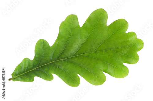 Green oak leaf