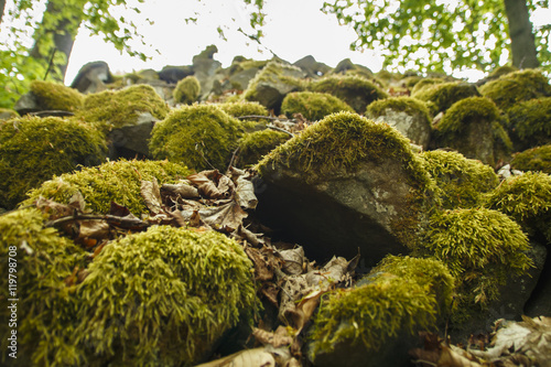 Moss-covered Stones, Germany, 2016
