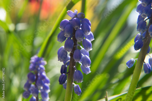 Muscari botryoides, the name botryoides is derived from the appearance of a miniature cluster of grapes