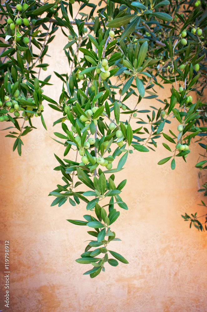 Obraz premium Olive plant over vintage background