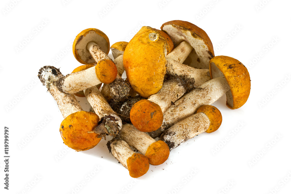 Fototapeta premium orange-cap boletus over white