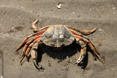 dead common shore crab topview capture photo