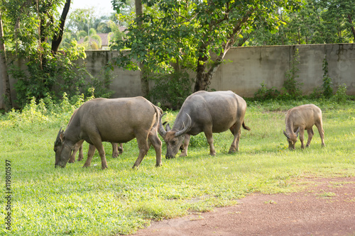 buffalo,Thailand