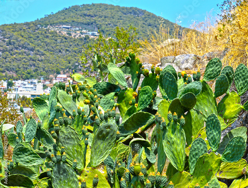 Cactus grecs