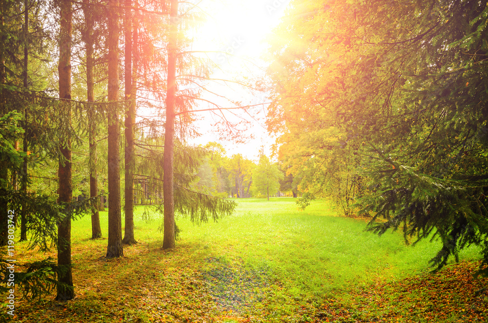colorful autumn leaves on trees in park at sunset colorful autumn leaves on trees in park at sunset