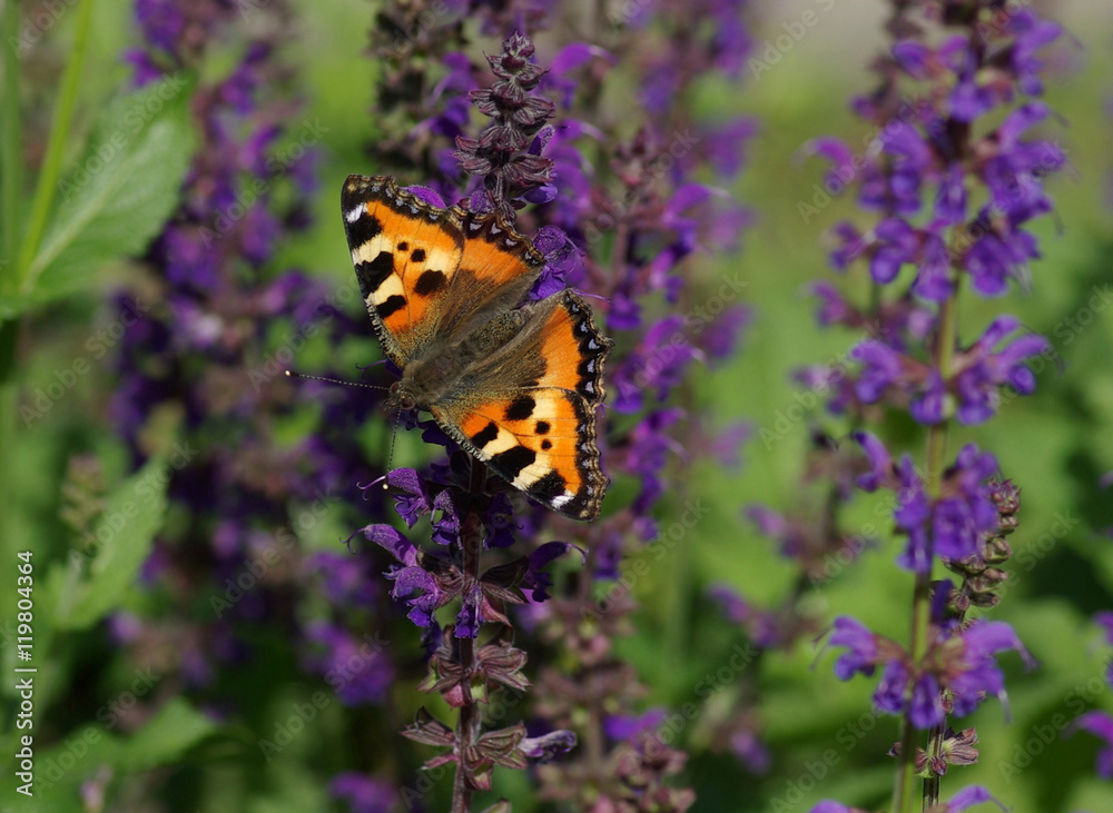 Beautiful butterfly on a flower Beautiful butterfly on a flower