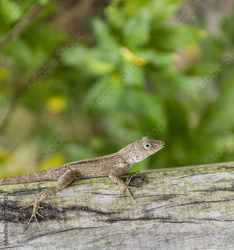 small reptile on a wooden bark in Dominika