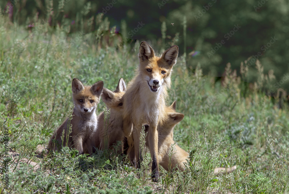 Fox with his brood went for a walk on a green meadow Fox with his brood went for a walk on a green meadow