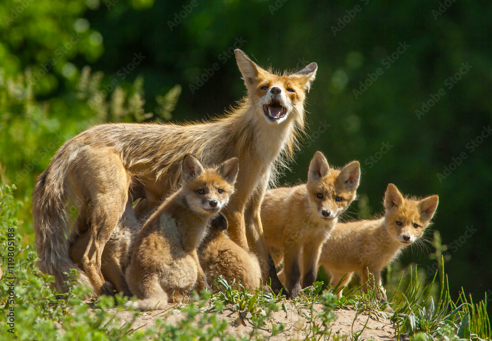 Fox with his brood went for a walk on a green meadow Fox with his brood went for a walk on a green meadow