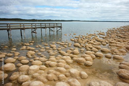 Thrombolites of Lake Clifton photo