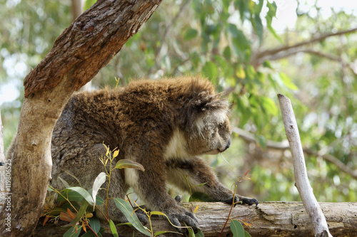 Fototapeta Naklejka Na Ścianę i Meble -  Close up of koala