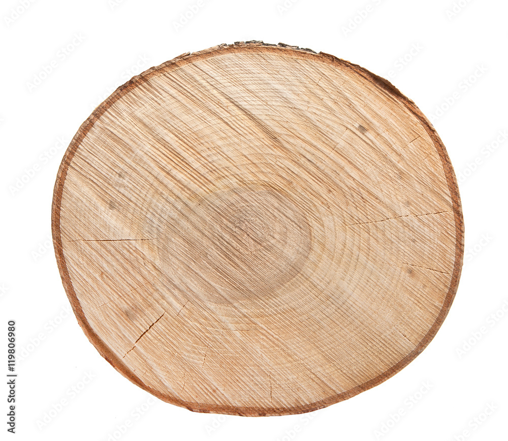 The texture of a slice of a birch isolated on white background The texture of a slice of a birch isolated on white background