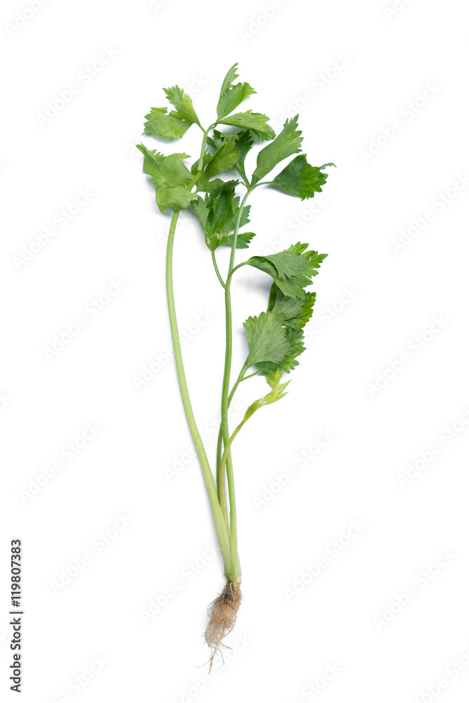 Celery isolated on White Background Celery isolated on White Background