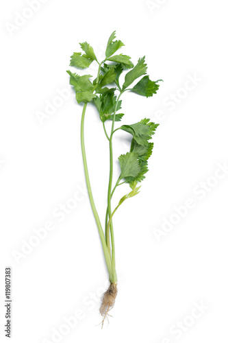 Celery isolated on White Background