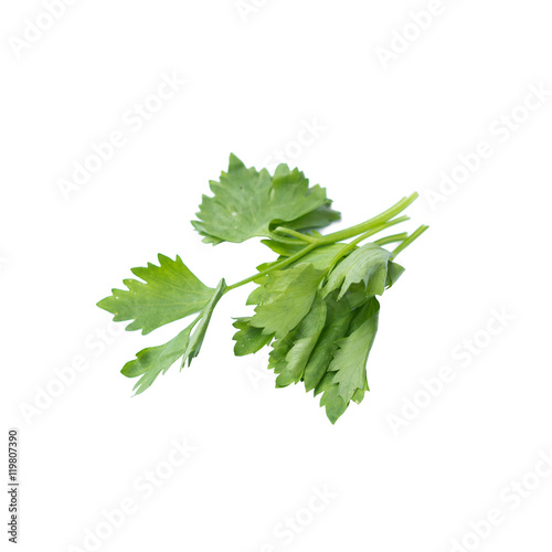 Celery isolated on White Background