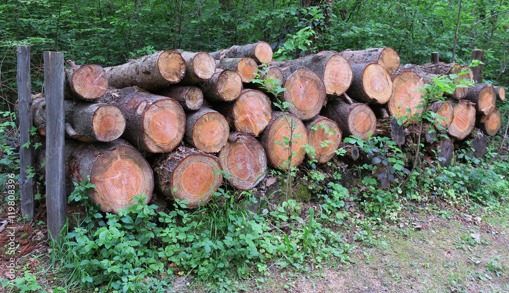 Stockage de rondins de bois