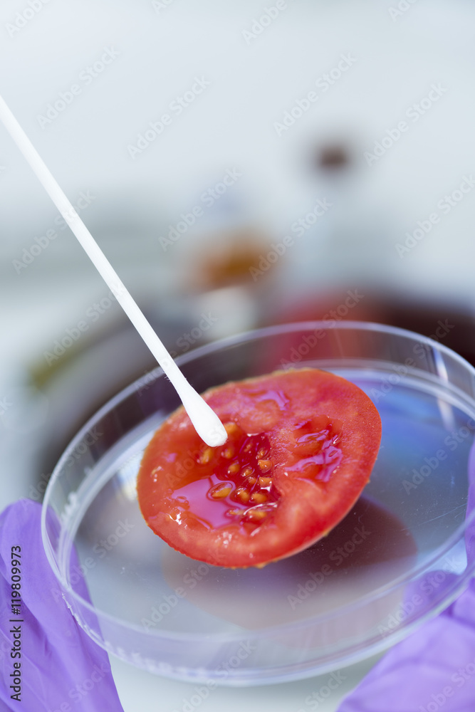 Laborant nimmt Probe von Genfood Tomate Laborant nimmt Probe von Genfood Tomate