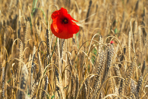 Fototapeta Naklejka Na Ścianę i Meble -  Red poppy flower on the field of wheat during sun rise