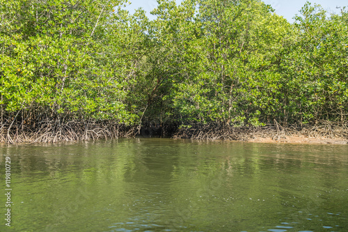 Mangrove forest, Langkawi, Malaysia