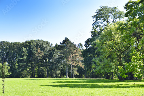 Idyllic parc scene with forest and blue sky. © eivaisla