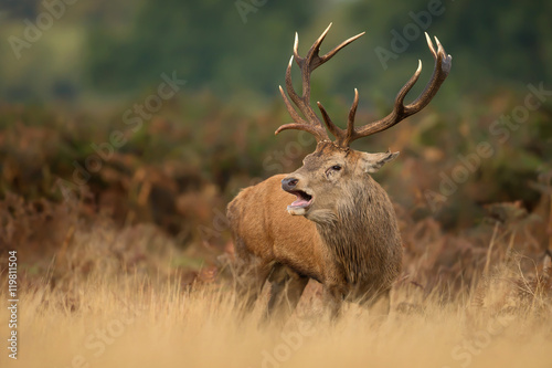 Red deer stag roaring during the rut