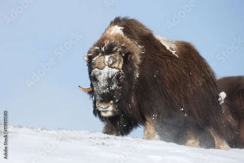 Male Musk Ox in winter photo