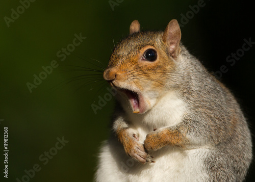 Portrait of Red Squirrel yawning