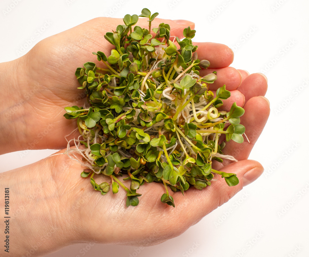 The healthy diet. Radish sprouts isolated on white