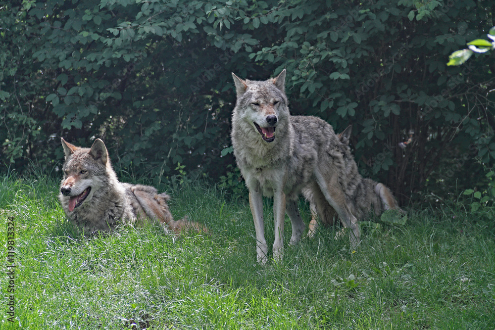 Obraz premium Wolf