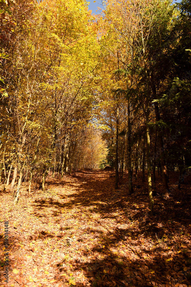 Fototapeta premium Herbstlaub
