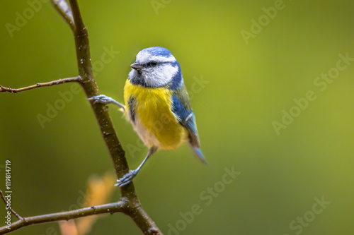 Eurasian blue tit clamped