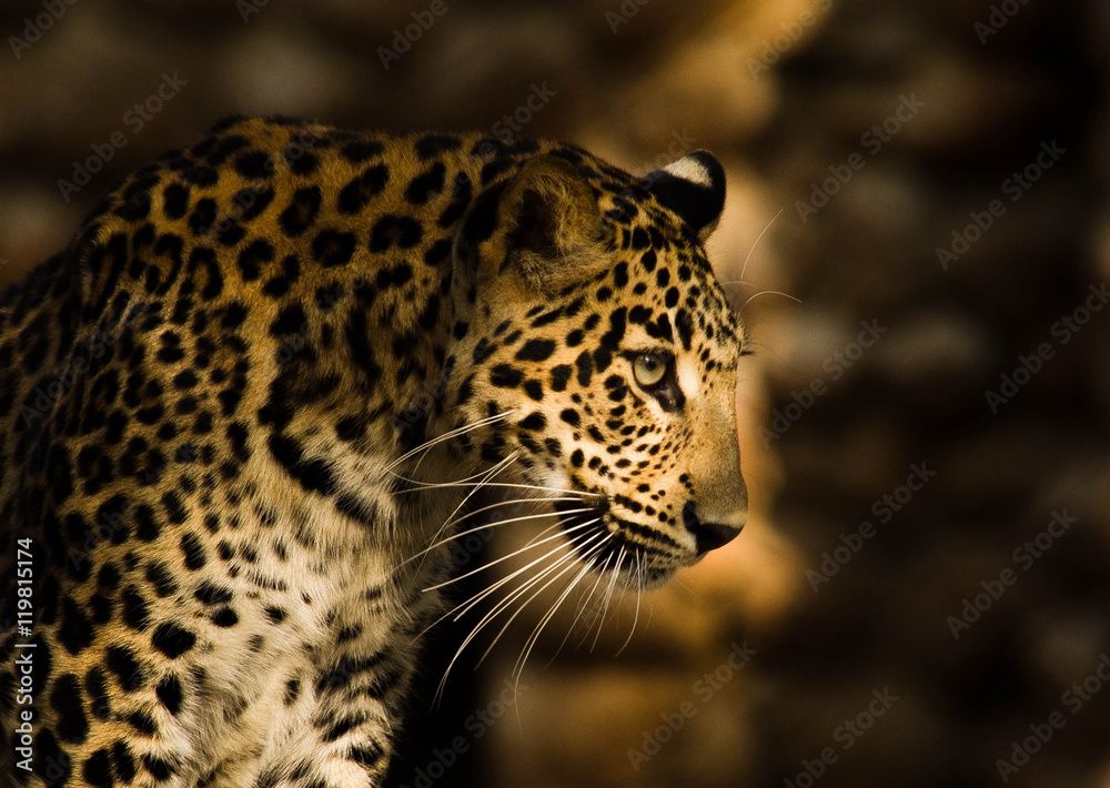 Eye of a Leopard Eye of a Leopard