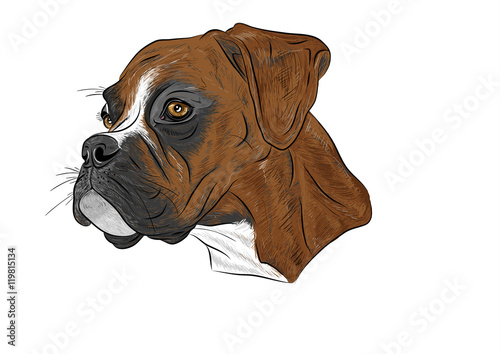 Boxer Dog