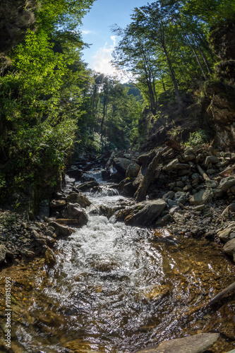 Stream in green mountain forest