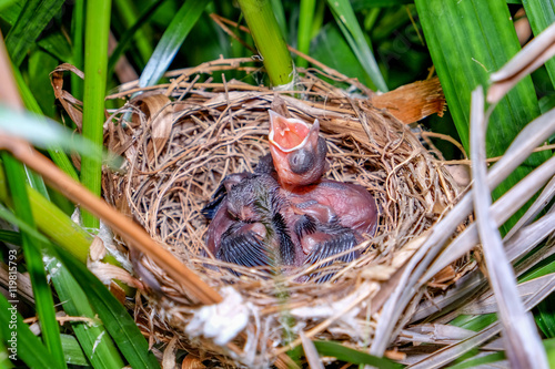 New born bird in the nest. © psgxxx