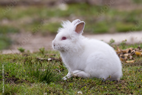 White angora rabbit sitting outdoors in the wild, side view