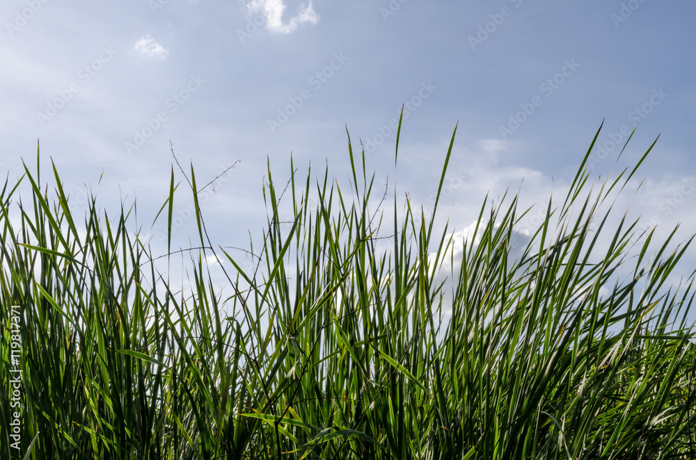 Grass with sky