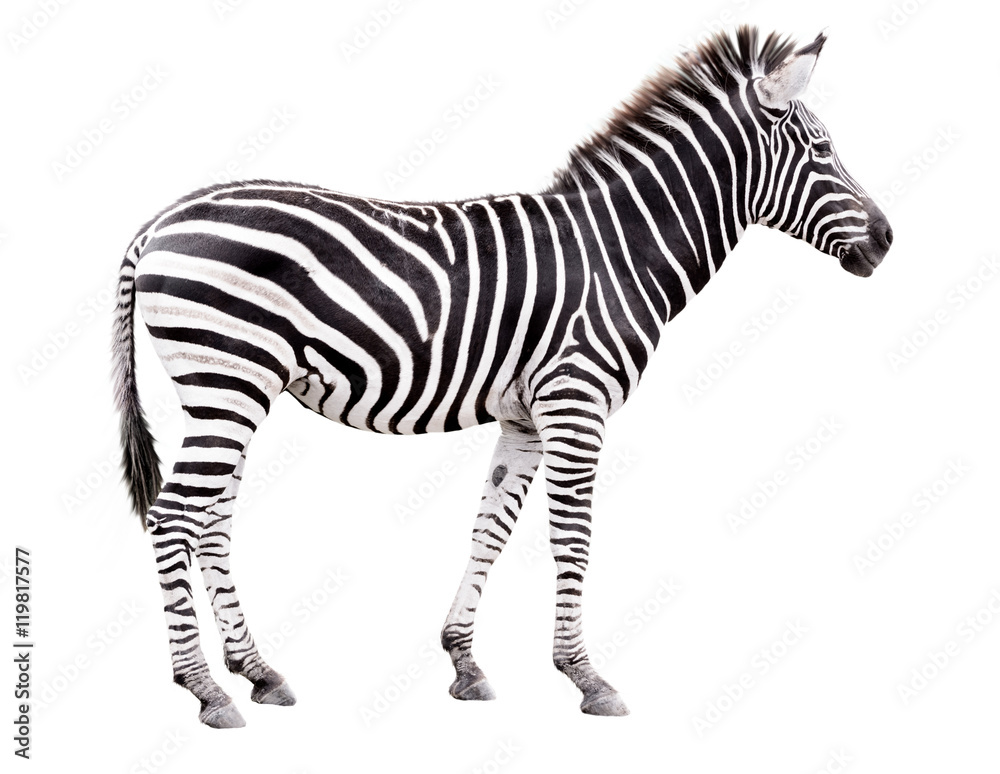 Young male zebra isolated on white background - obrazy, fototapety, plakaty 