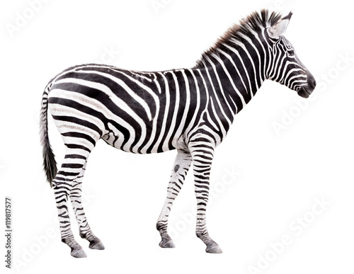 Young male zebra isolated on white background