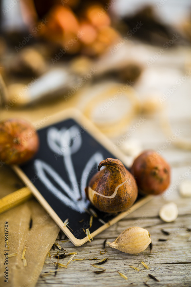 Flower bulbs and garden accessories for planting in the ground. Flower bulbs and garden accessories for planting in the ground.